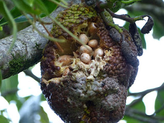 Jacquier - Jaquier - Arbre à pain - Artocarpus heterophyllus 