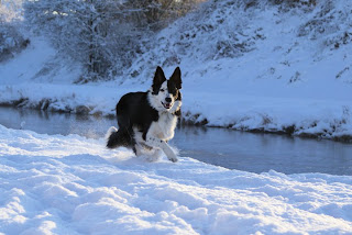 border collie pets dog puppy puppies scotch wallpaper