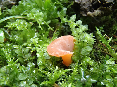 grzyby 2017, grzyby w sierpniu, grzyby na Orawie, profesjonalne fotografowanie grzybów