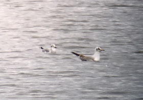 Bonaparte's Gull - Swithland Reservoir, Leicestershire