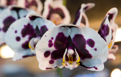 Orchid at the Phuket Flower Fair