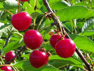 Tart Cherries Fruit Pictures