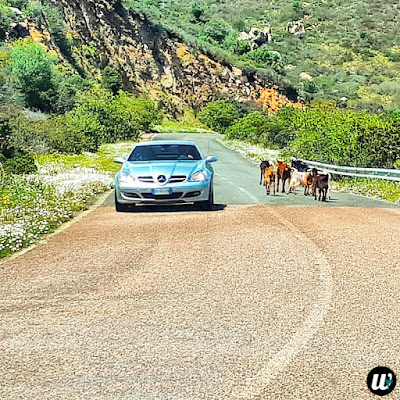 Sports car and the goats, driving | Sardinia, Italy | wayamaya