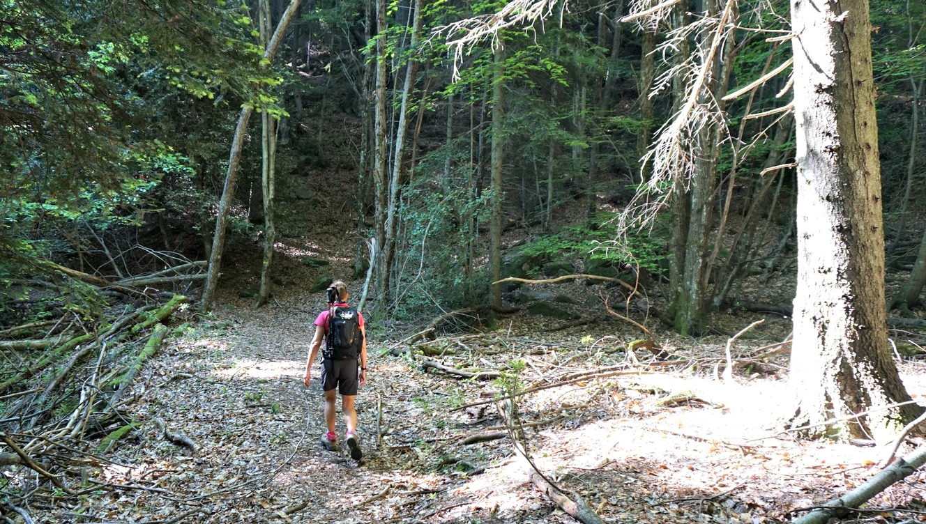 The vast Lucéram forest