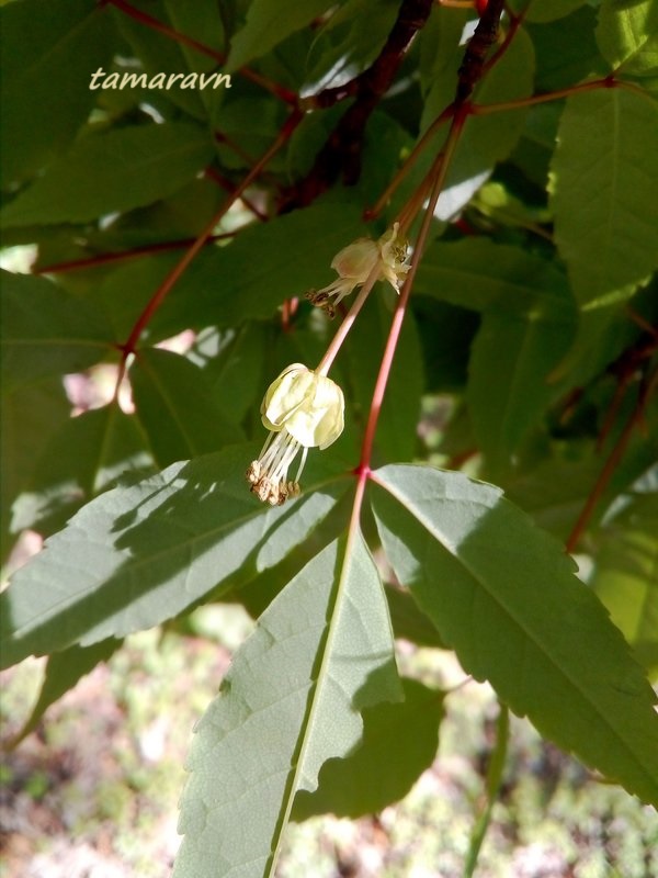 Клён маньчжурский (Acer mandshuricum)