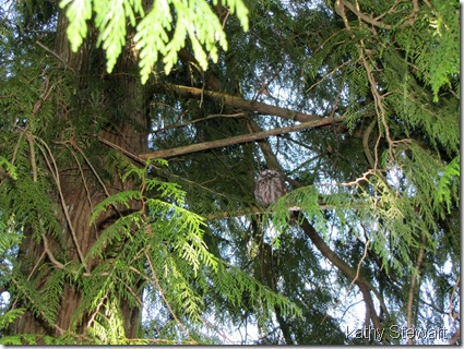 Boreal Owl