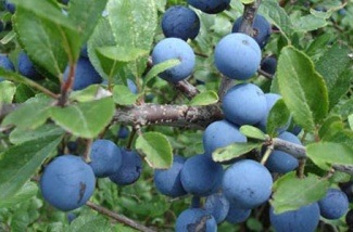 sloe