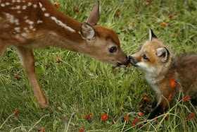 funny animal pictures, deer kissed baby fox