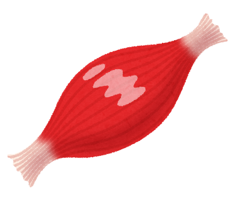 筋肉のイラスト かわいいフリー素材集 いらすとや 筋肉のイラスト かわいいフリー素材集 いらすとや