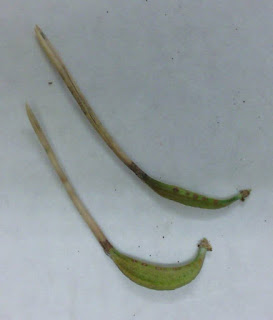 A banana-shaped gall on a pine needle