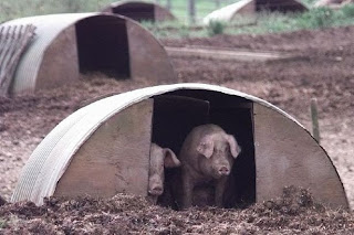 A pigsty, with lovely dug up ground