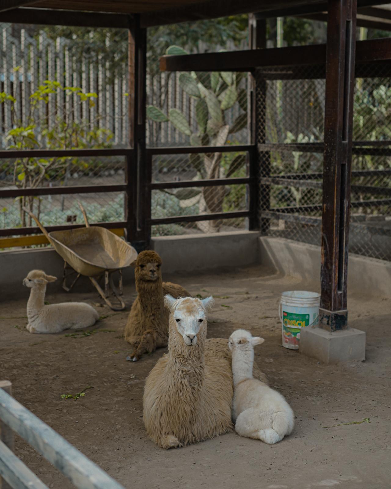 Llamas in Lima Peru / FOREVERVANNY.com