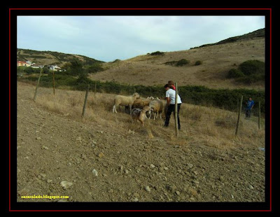 herding with australian shepherd