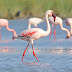 Lesser Flamingo