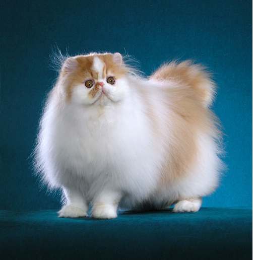 Kumpulan Foto Kucing Persia Lucu GambarBinatang Com