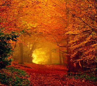 Beautiful Autumn HD Wallpaper Photos