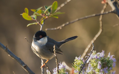 Sardinian-Warbler