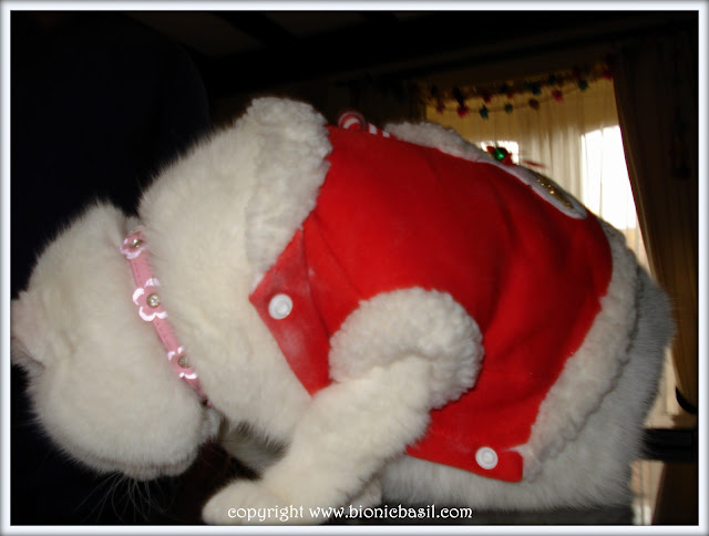 Pet Photo Fails  ©BionicBasil® Festive Photo Fails - Angel Snowie Catmas 2008