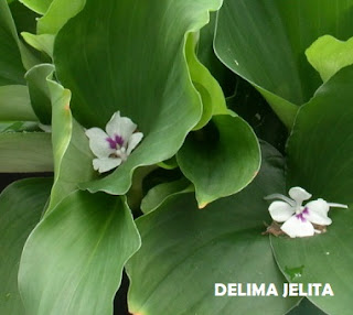 DELIMA JELITA HERBS