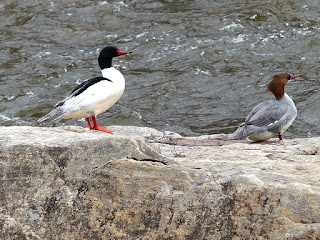 Mergus merganser - Grand Harle - Harle bièvre