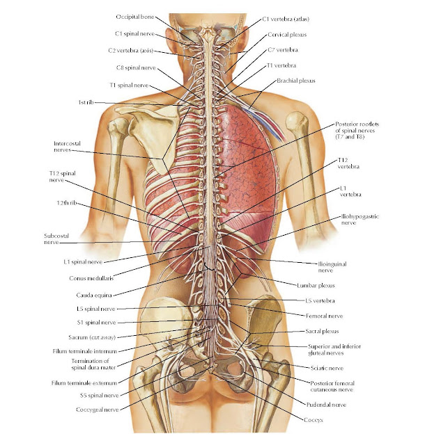 Spinal Cord and Anterior Rami Anatomy