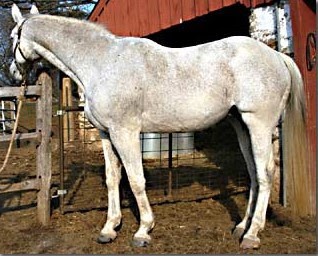 Cushing Disease In Horses Pictures5