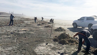 AYUNTAMIENTO REALIZA JORNADAS PARA LIMPIEZA DE LAS PLAYAS