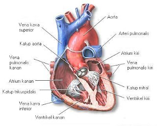 Cara Mengobati Penyakit Jantung