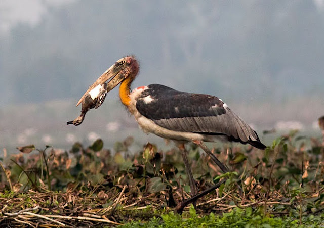 greater adjutant