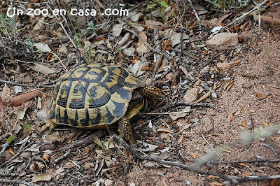 Tortuga mediterránea - Testudo hermanni