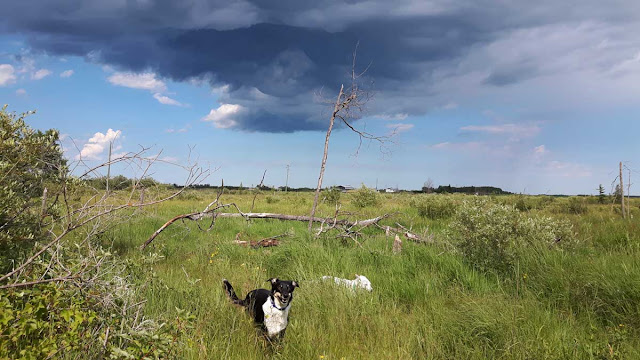 Mischa the sled dog in a field with other dogs, blue sky and a dark cloud overhead. Mischa looks happy with an open mouth and ears pricked up