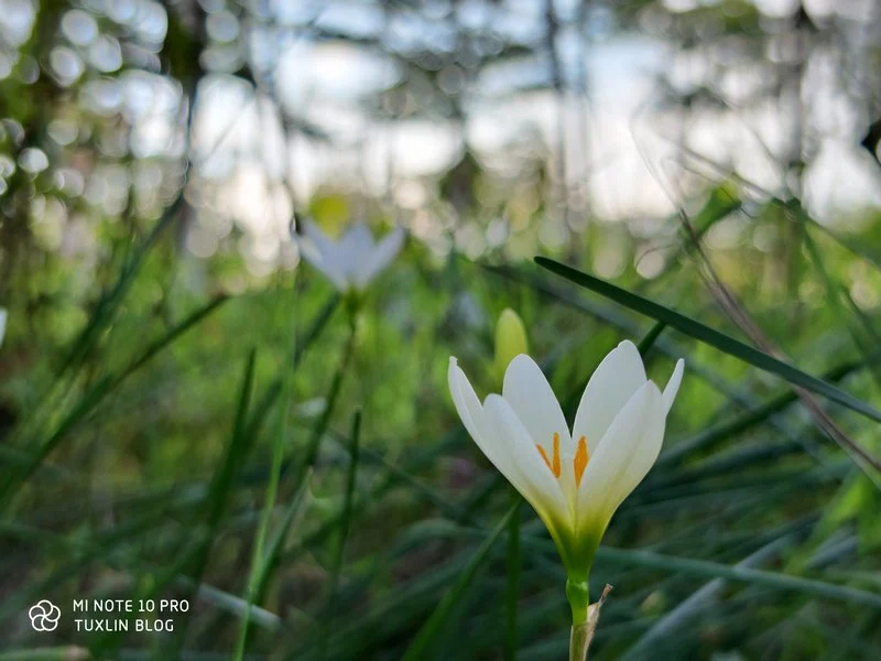 Hasil Foto Kamera Xiaomi Mi Note 10 Pro