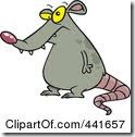 rat