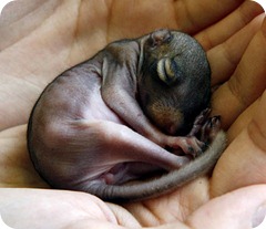 BabySquirrel_450x388