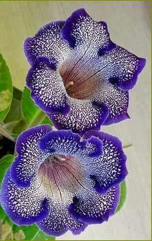 flower001