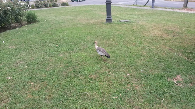 uccelli-di-valdivia.bandurria