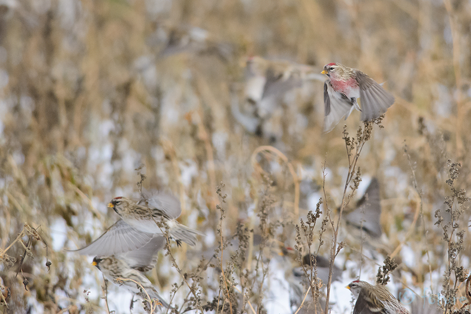 Urvalind, Acanthis flammea, Common Redpoll, Mealy, Carduelis