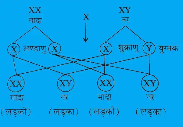 लिंग का अर्थ (Meaning of Gender) क्या है? लिंगीय विभेद के कारण (Causes of Gender Different)