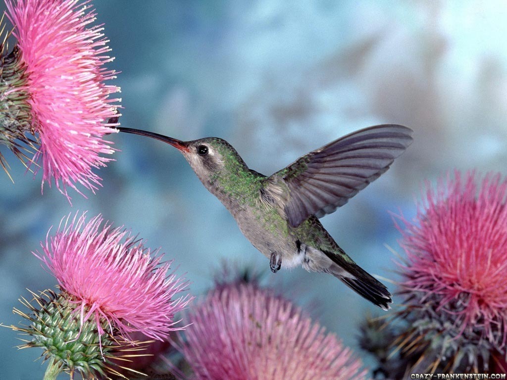 HIGH DESKTOP WALLPAPER COLLECTION: Humming Bird Wallpaper