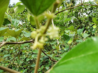 Sri Lankan Apple