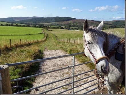 cheviots 2014 017