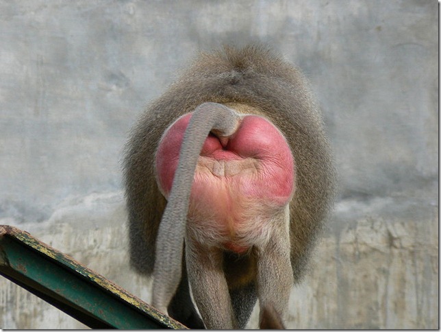 800px-Baboon_buttocks