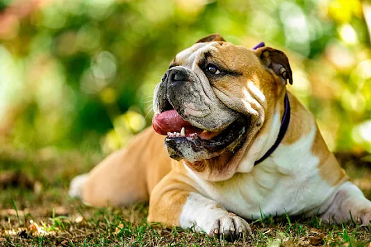 Bulldogs are a fascinating breed of dogs that have captured the hearts of many dog lovers around the world. Known for their distinctive appearance and gentle temperament