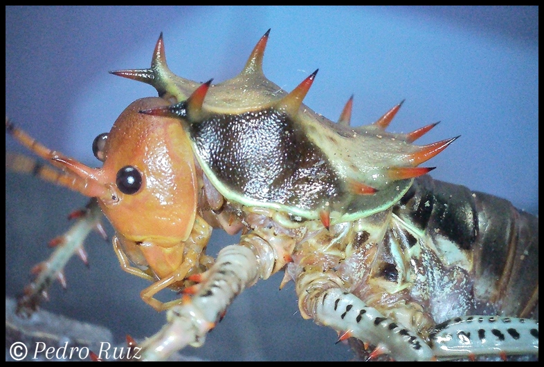 Detalle de la cabeza de un Cosmoderus femoralis