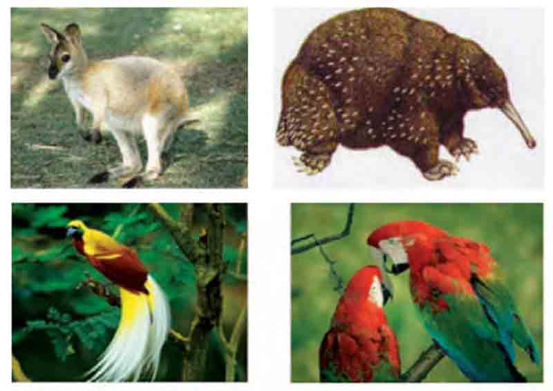 Fauna tipe Asiatis, Fauna tipe Peralihan dan Fauna tipe 