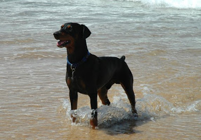 German Pinscher