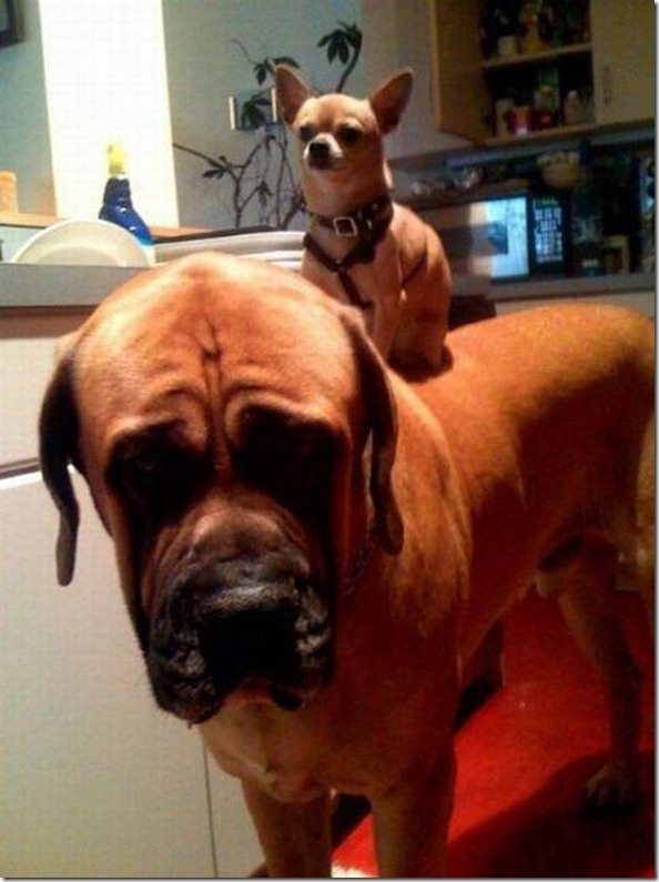 Funny Pix part 5 (13)