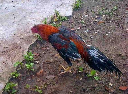 Cara Mengatasi Cacing Pita Pada Ayam Ternak Ayam Cara Mengatasi Cacing Pita Pada Ayam Ternak Ayam