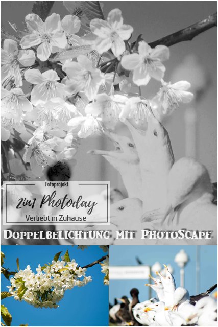 Fotoprojekt 2in1 Mai: Bildbearbeitung mit Photoscape und Doppelbelichtung mit Kirschblüten und Möwen