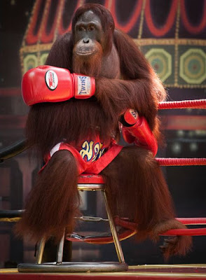 Kick-boxing Orangutans in Thailand Seen On www.coolpicturegallery.net